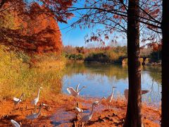 -溱湖国家湿地公园