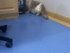 -天使宠物医院·犬猫分诊(彩虹店)