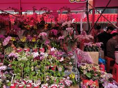 -越秀西湖花市(广州城市广场花卉店)