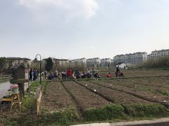 -田园东方蜜桃村的田野营地