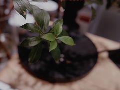 -Seesaw Coffee(上生新所店)