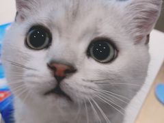 -喜多萌中农锦绣动物医院24H·猫科·牙科MRI·CT