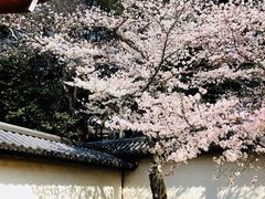 -醍醐寺