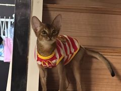 -佳雯宠物医院·皮肤科·内外科(春晓路分院)