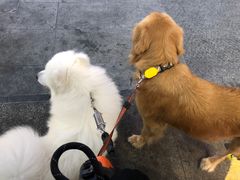 -帕帕拉兹宠物(亚洲旗舰店)