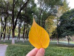 -后襄河公园