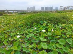 -光明小镇欢乐田园