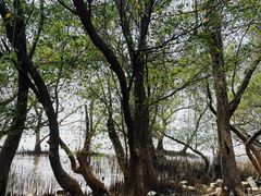 -宝安西湾红树林湿地公园