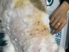 -瑞派宠物医院·24h·骨外科·皮肤科·全科宠物医疗转诊中心(沈阳浑南院)