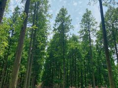 -黄海国家森林公园