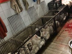 -温江公平红烧兔(总店)