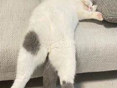 -猫大福·Fortune Cat猫舍(百子湾店)
