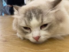 -猫域·湾主题猫咖·宠物吧(南坪城市广场店)