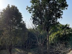 -广富林郊野公园