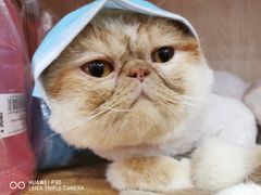 -瑞派康怡24h宠物医院·犬猫医疗中心·微创绝育(瑞景分院)