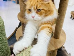 -喵园·猫主题咖啡厅·撸猫·猫咖(国贸店)