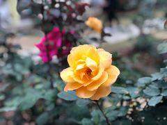 -人民公园(罗湖区)