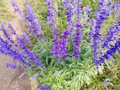 -紫海香堤香草艺术庄园