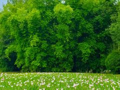 -眉山湿地公园(东坡区)