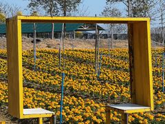 -天适樱花悠乐园