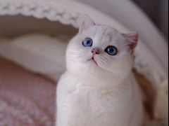 -Bastet sally猫舍购宠(静安店)