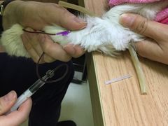 -瑞鹏宠物医院·宠保定点·心脏科·内科(御桥分院)