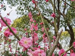 -上海海湾国家森林公园