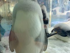 -帝企鹅自助餐厅•儿童岛•真企鹅(长隆企鹅酒店)