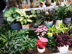 -双季花艺园艺市场(浦东店)