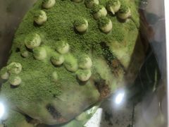-奈雪的茶(新天地广场PRO店)