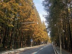 -日照海滨国家森林公园