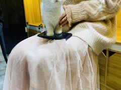 -欣宠猫屋·矮脚拿破仑·蓝金金渐层