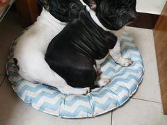 -萌宠之家·腊肠犬·马尔泰·小体犬舍