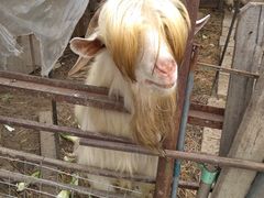 -小鱼草莓采摘园农家乐·小鱼餐厅
