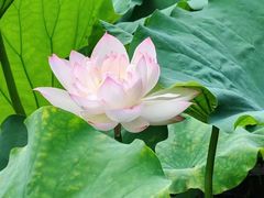 -荔湾湖公园
