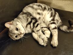 -猫友咖啡店(玉林西路店)