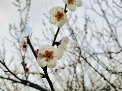 -香雪海