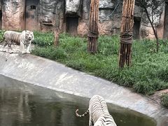 -重庆市奥林匹克体育中心-游泳跳水馆