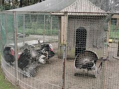 -前小桔亲子创意农场·草莓采摘·露营烧烤