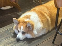 -肥朵食堂(带梦胡同店)