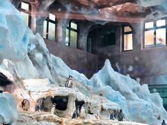 -帝企鹅自助餐厅•儿童岛•真企鹅(长隆企鹅酒店)