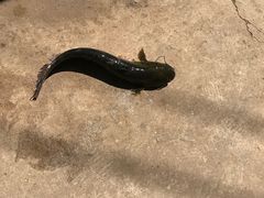 -姥家大锅台水库渔家