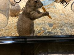 -zoonana室内动物园(东方福来德店)