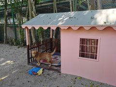 -采粤轩中餐厅(惠州金海湾喜来登度假酒店)