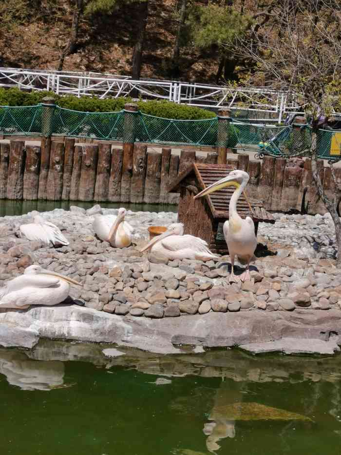 鸟语林(滨海中路店)-"鸟语林坐落在老虎滩海洋公园外,可以做缆车.