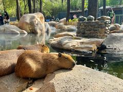 -北京野生动物园