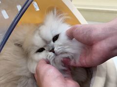 -佳雯宠物医院(四明中路分院)