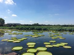 -荷塘月色湿地公园·向阳花洲