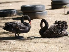 -鄂尔多斯野生动物园