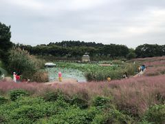 -大塘金香草谷